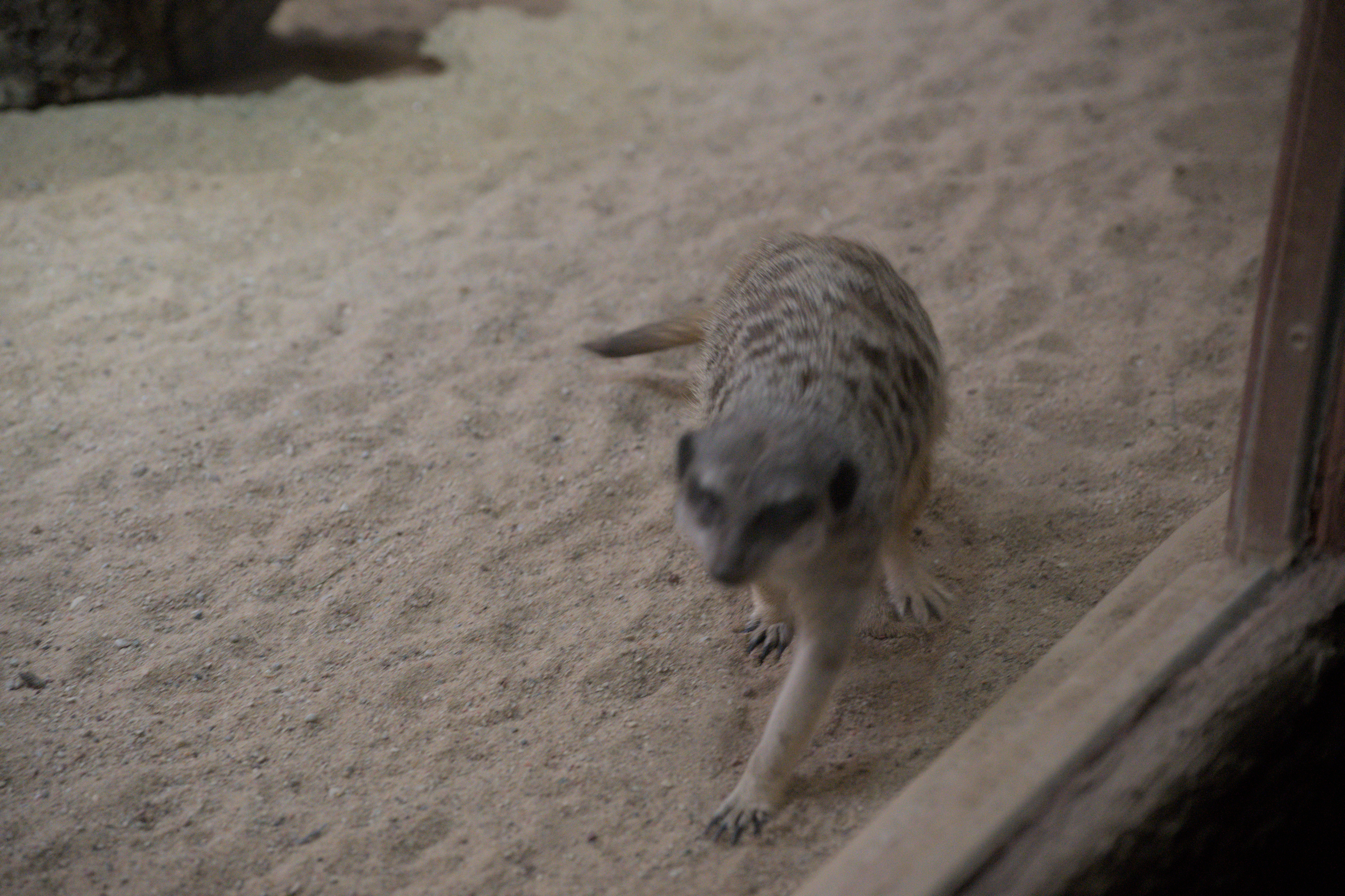 2025/10/12 - zoo/DSC_0337.jpg